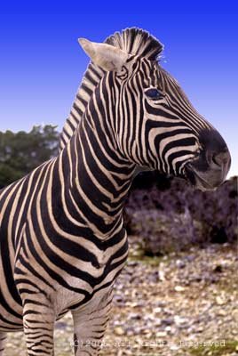 Zebra Giclee Art Print 12x16
