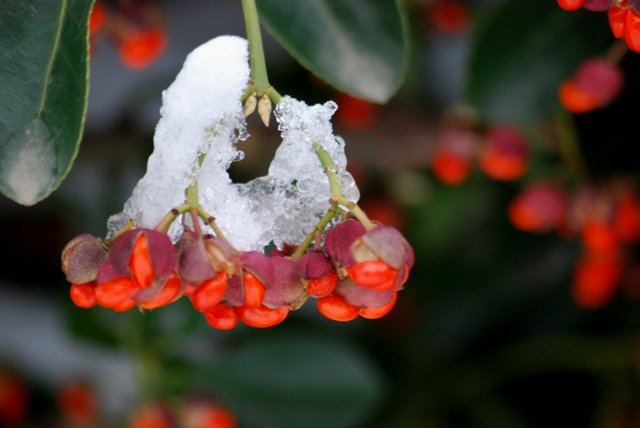 frozen berries