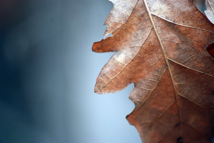 brown leaf