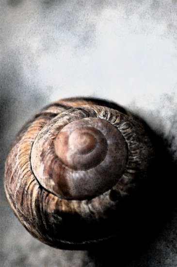 shell
