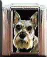 MINIATURE PINSCHER CROPPED EARS ITALIAN CHARM