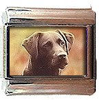 CHOCOLATE LABRADOR IN FIELD ITALIAN CHARM