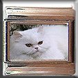 WHITE PERSIAN CAT ITALIAN CHARM