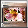 TIGER LILY ITALIAN CHARM CHARMS