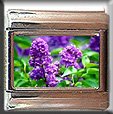 LILACS ITALIAN CHARM CHARMS
