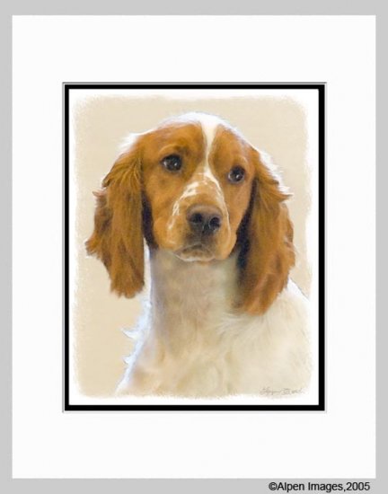 English Springer Spaniel Art Print Matted 11x14