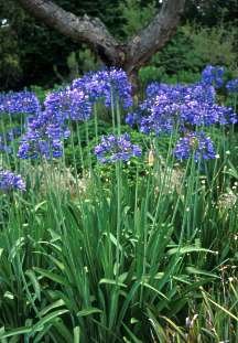 AGAPANTHUS CAULESCENS