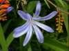 AGAPANTHUS COMPTONII SUBSP. LONGITUBUS