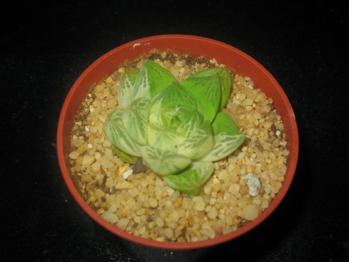 Haworthia Cuspidata Variegata
