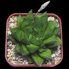 Haworthia cuspidata