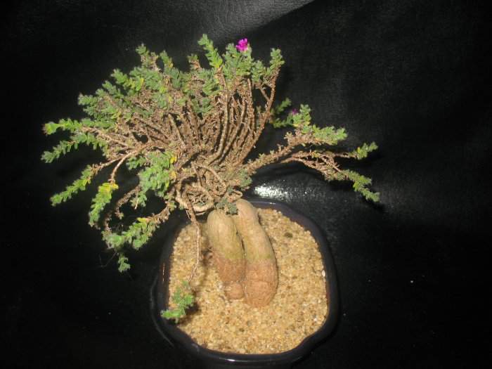 Trichodiadema bulbosum,