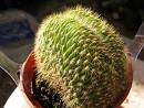 Trichocereus thelegonus cristata