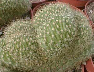 Trichocereus huascha cristata
