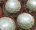 Sempervivum arachnoideum cv. 'Cebenese'