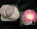 Pleiospilos nelii 'Royal Flush'