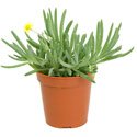 Othonna capensis "Little Pickles"