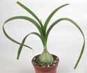Ornithogalum caudatum "Pregnant Onion"