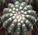 Notocactus uebelmannianus