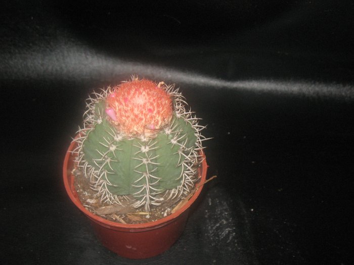 Melocactus matanzanus