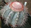Melocactus azureus