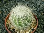 Mammillopsis (Mammillaria) senilis