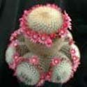 Mammillaria pilcayensis
