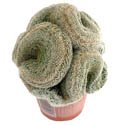 Mammillaria matudae cristata