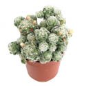 Mammillaria gracilis v. fragilis