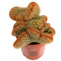 Mammillaria elongata 'Copper King' cristata