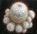Mammillaria bombycina