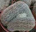 Lobivia famatimensis cristata
