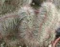 Lemaireocereus hollianus cristata