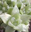 Haworthia retusa acuminata variegata "White Ghost"
