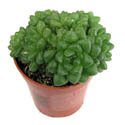 Haworthia cymbiformis v. gracidelineata