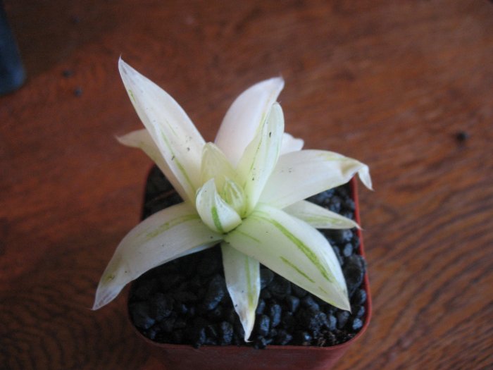 Haworthia cymbiformis Variegated