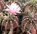 Gymnocalycium mihanovichii friedrichii "Plaid Cactus"