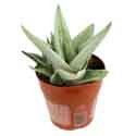 Gasteraloe hybrid 'Green Ice