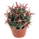 Ferocactus latispinus