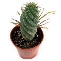 Euphorbia 'Spiralis'