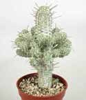 Euphorbia mammillaris variegata
