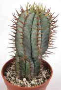 Euphorbia inconstantia