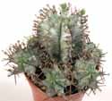 Euphorbia horrida noorsveldensis