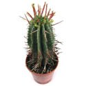 Euphorbia horrida v. major 'Nova'