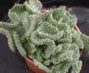 Euphorbia flanaganii cristata