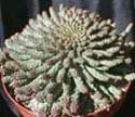 Euphorbia flanaganii "Medusa Plant"