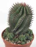 Euphorbia cereiformis