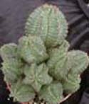 Euphorbia anoplia