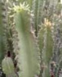 Euphorbia ammak