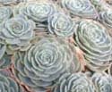 Echeveria imbricata "Blue Rose"
