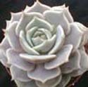 Echeveria hybrid 'Lola'